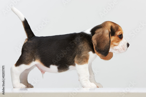 Beagle puppy on white background © master1305