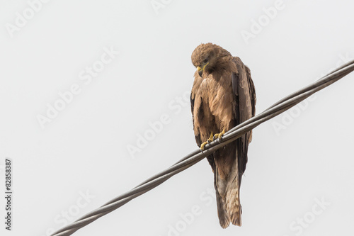 Black Kite aka Amora photo