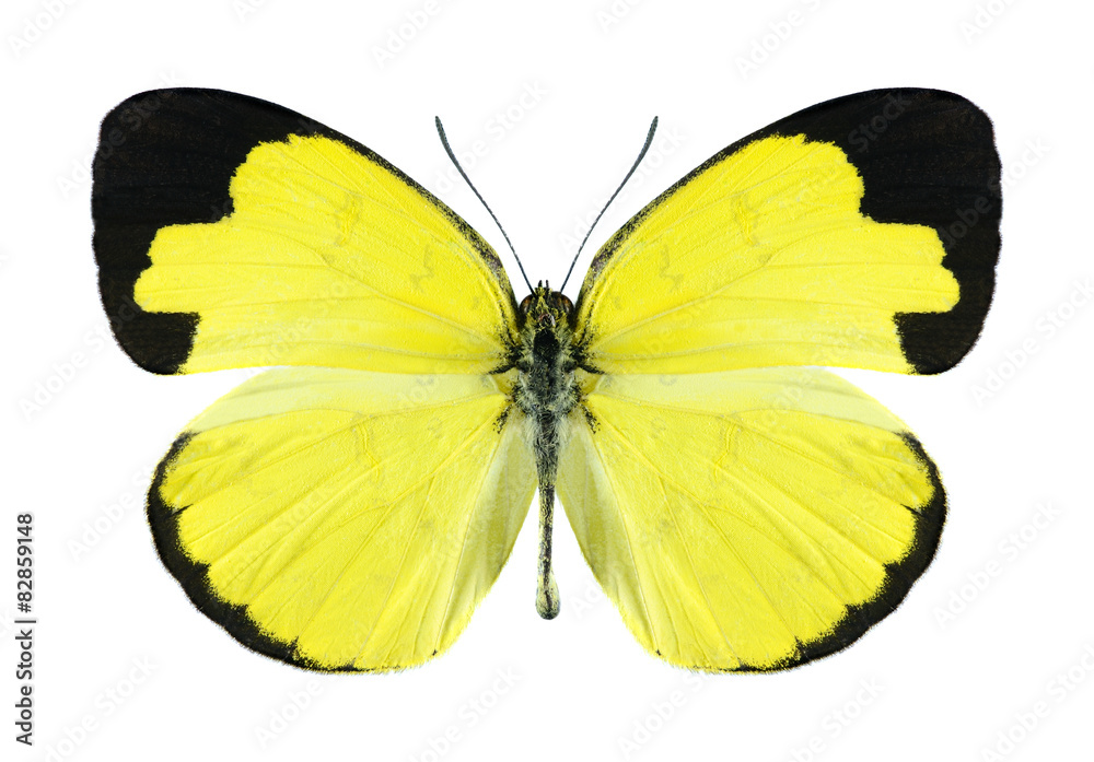 Obraz premium Butterfly Eurema simulatrix (samiec)