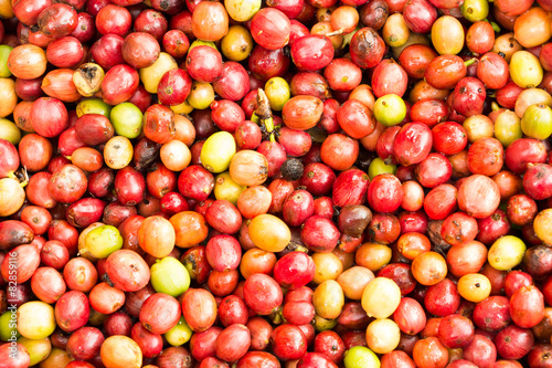 Coffee beans ripening on tree