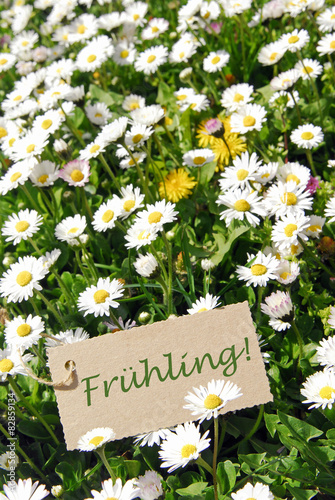 Frühlingswiese