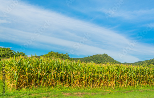 image of corn field and sky in background.