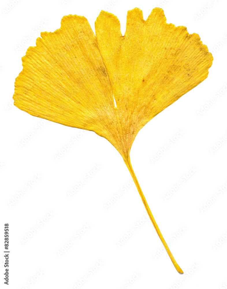Naklejka premium Ginkgo