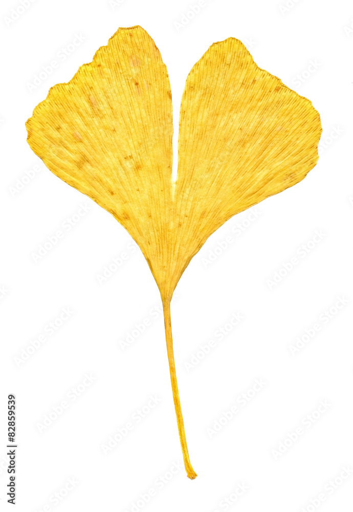 Naklejka premium Ginkgo