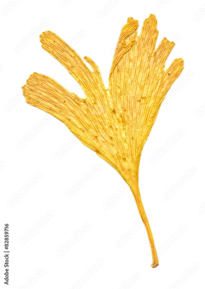 Ginkgo Ginkgo