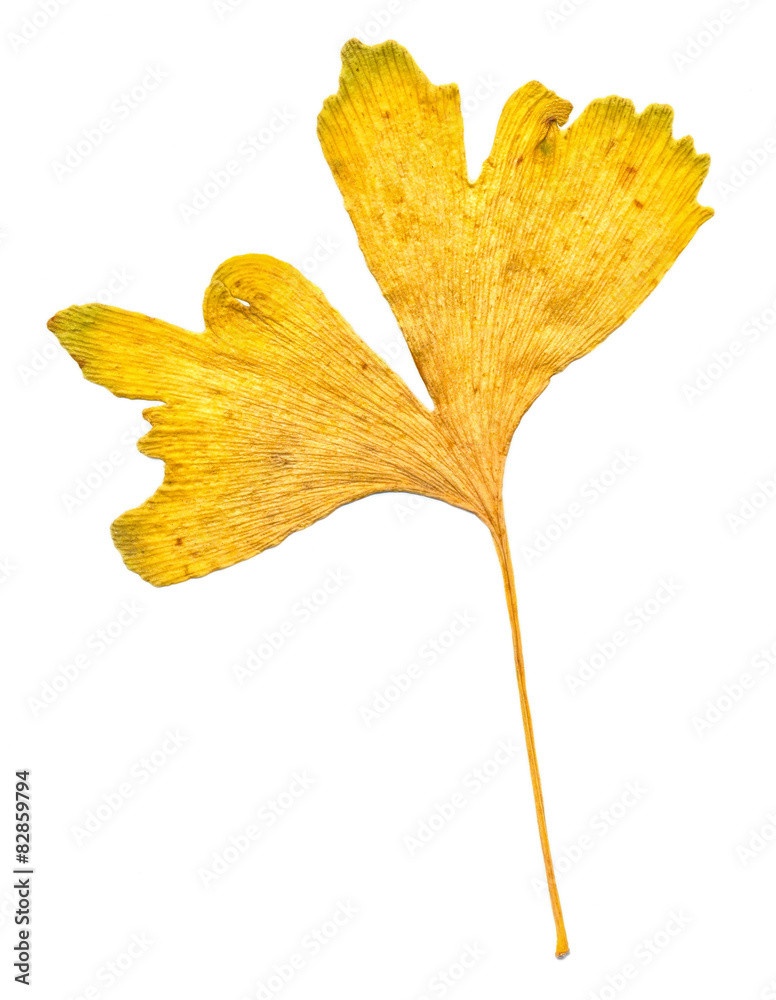 Ginkgo Ginkgo