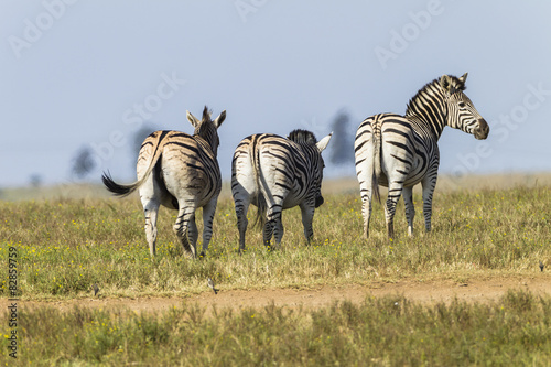 Zebra s Wildlife