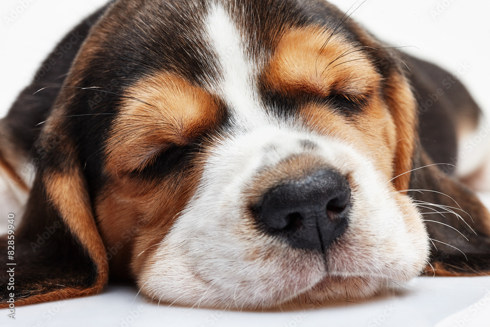 Beagle Puppy, lying in front of white background Beagle Puppy, lying in front of white background