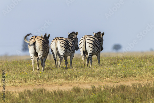Zebra s Three Wildlife