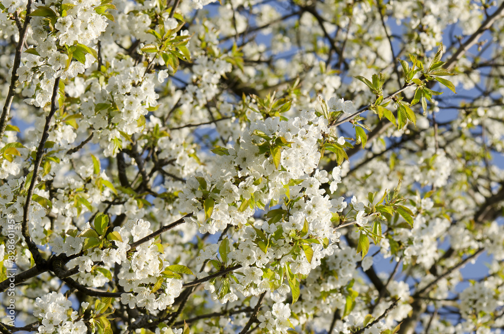 Fototapeta premium cherry blossom