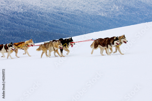 Photography Husky Sled Dogs Running In Snow
