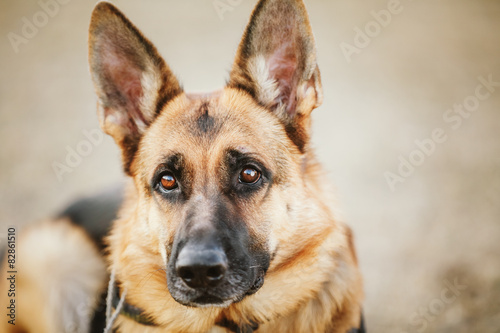 German Shepherd Dog Close Up 