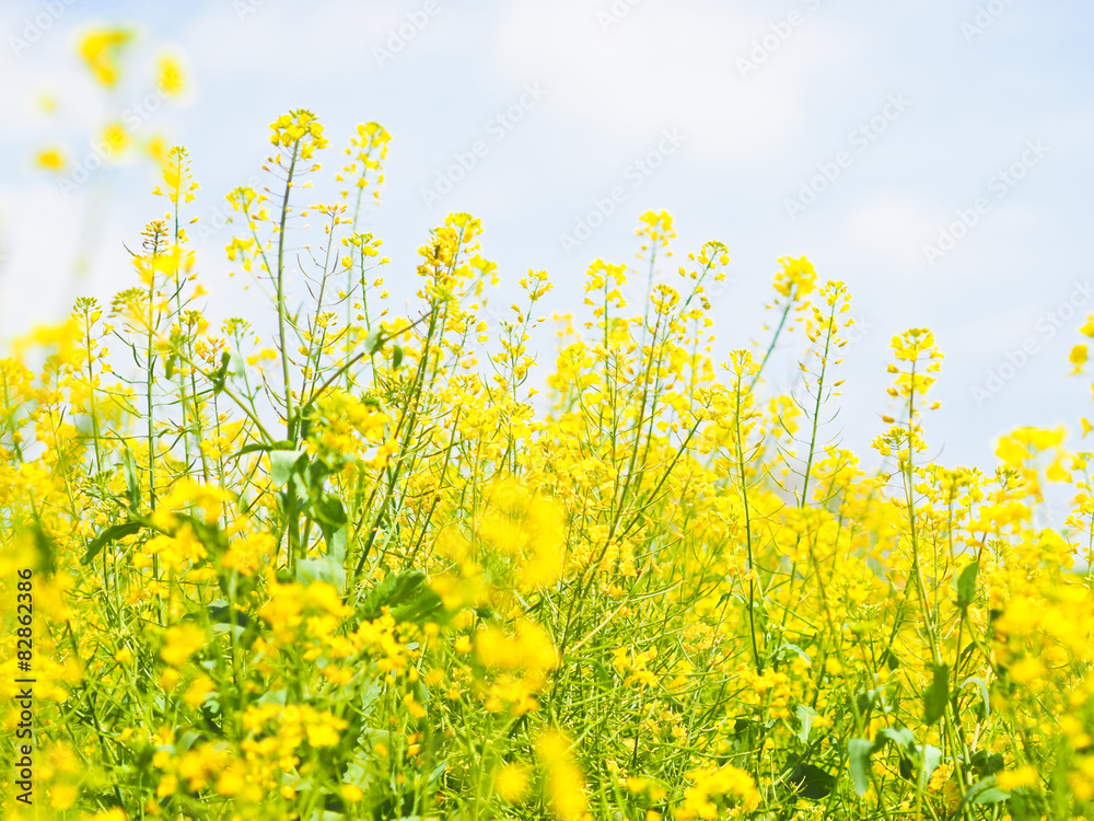 菜の花畑 菜の花畑