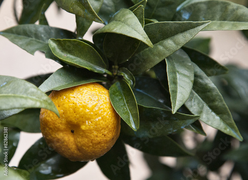 ligurian chinotto