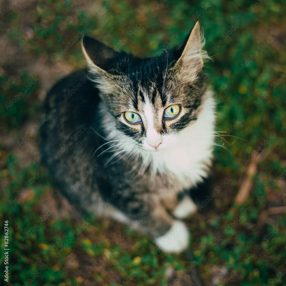 Fototapeta premium Small Cat Kitten Sitting On Green Spring Grass.