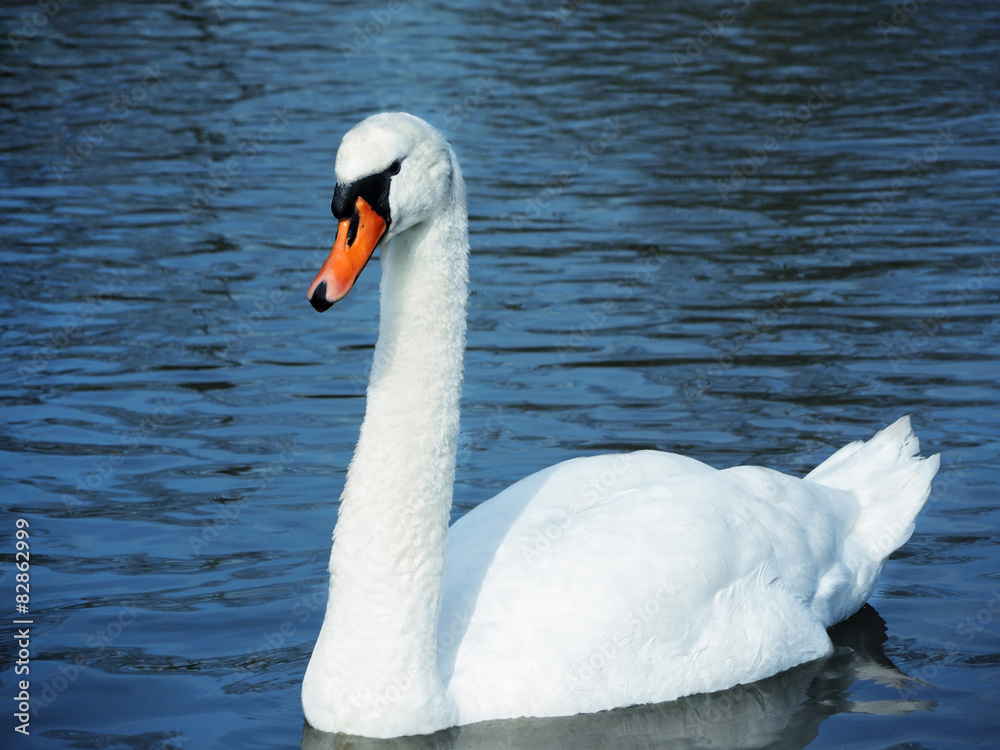 Obraz premium Stolzer Schwan