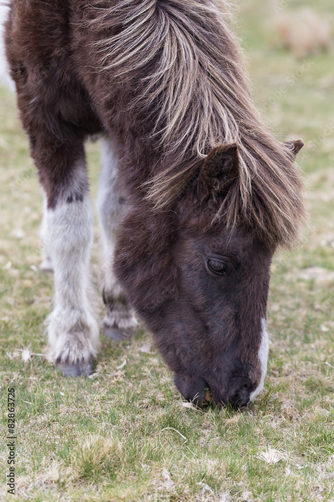 Portrait of a Grazing Dartmoor Pony