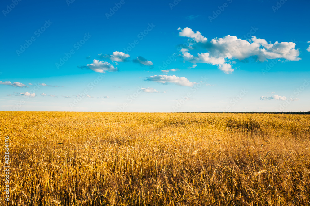 Yellow Wheat Ears Field On Blue Sunny Sky Background. Rich Harve
