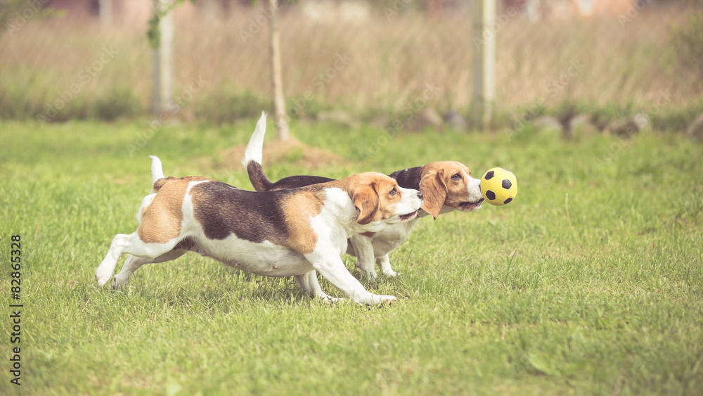 Two Beagle Dogs playing football