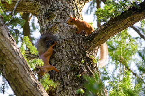 A couple frolicking squirrels on the trunk of  spruce.