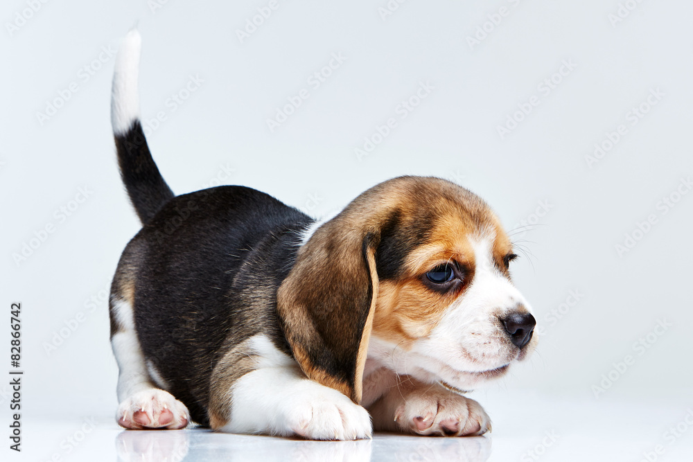 Beagle puppy on white background