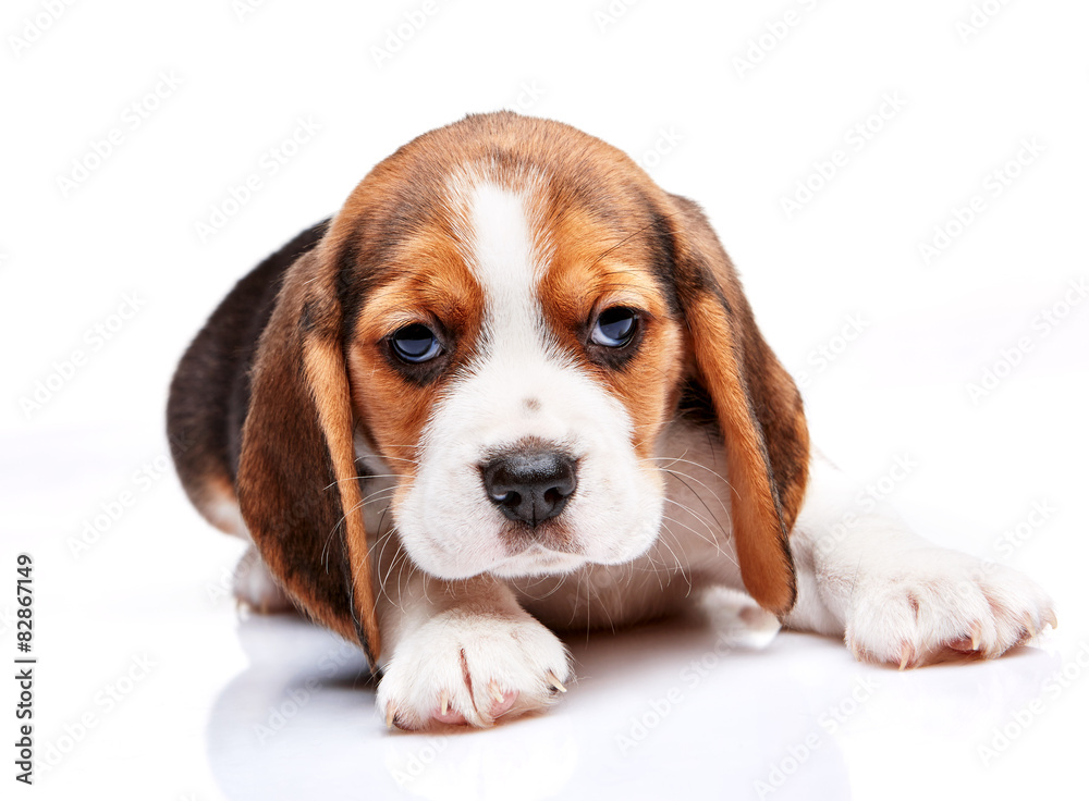 Beagle puppy on white background