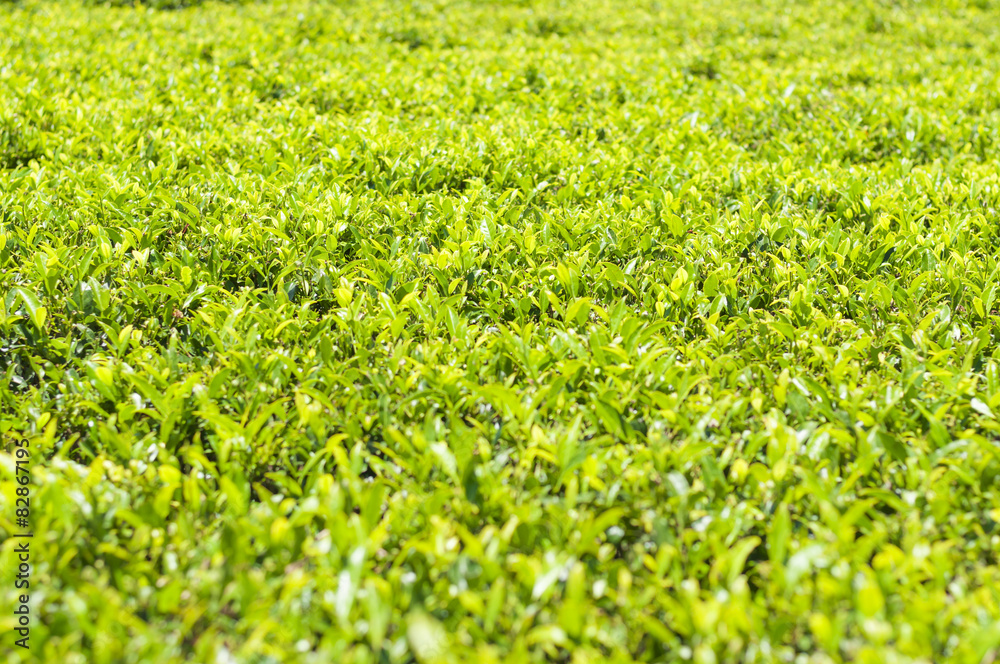 Teefeld, camellia sinensis Teefeld, camellia sinensis