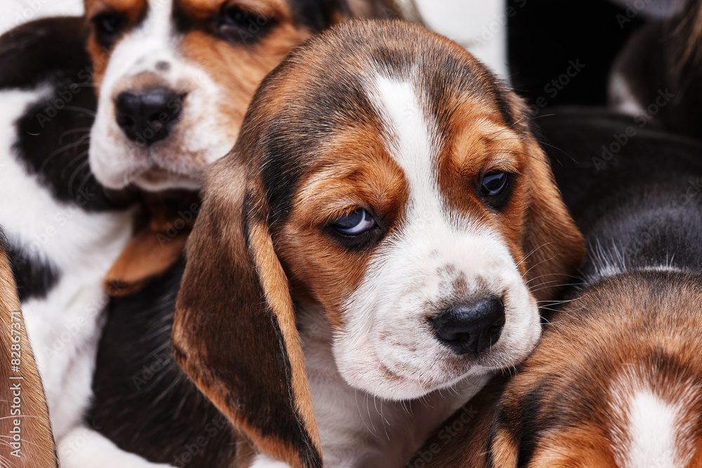 Beagle Puppy, lying in front of white background Beagle Puppy, lying in front of white background