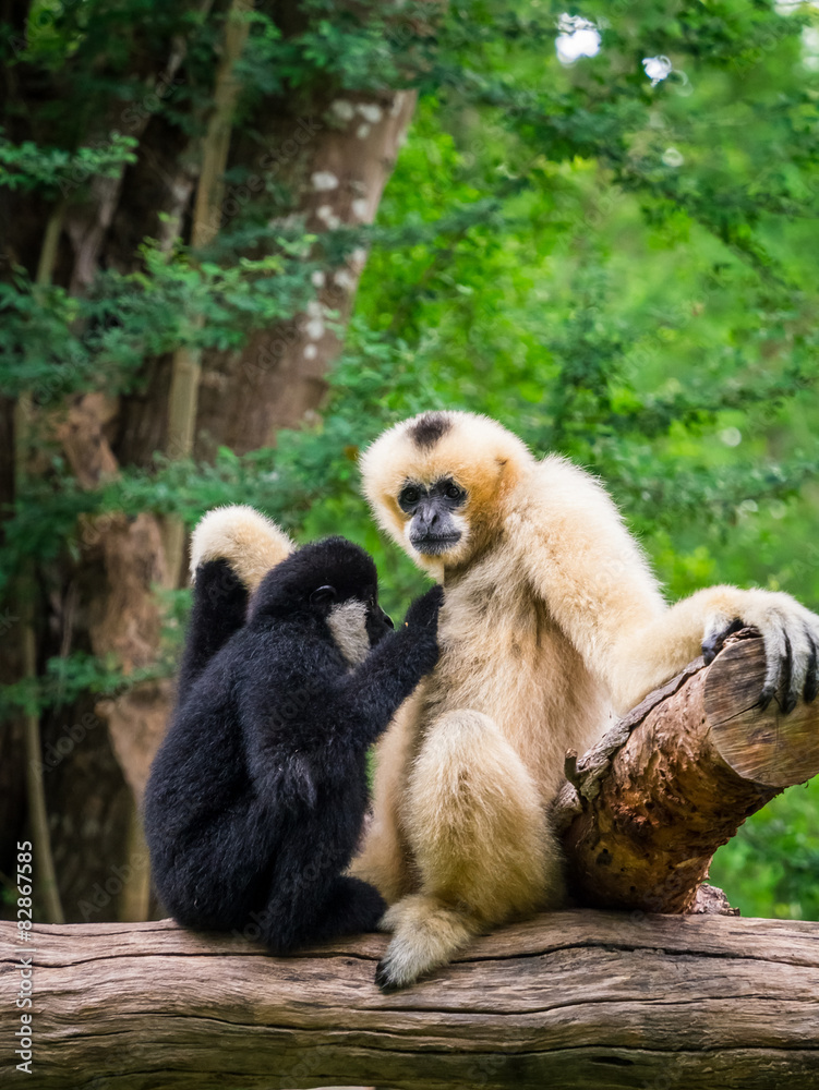 Obraz premium White female gibbon breast feeding her child