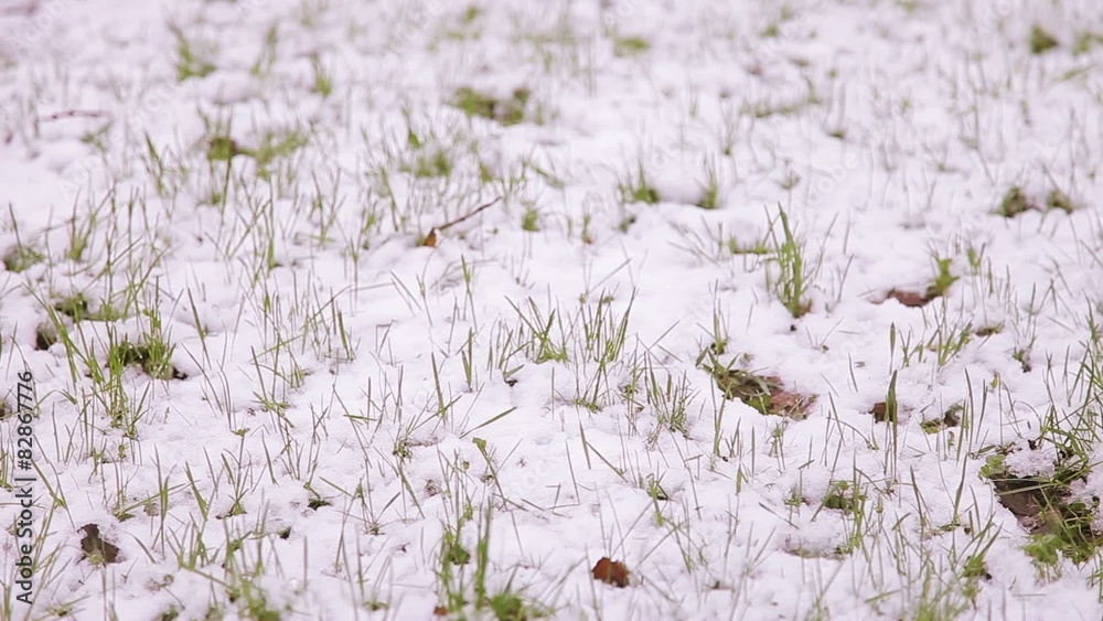 Snow falls on the young green leaves and grass Snow falls on the young green leaves and grass