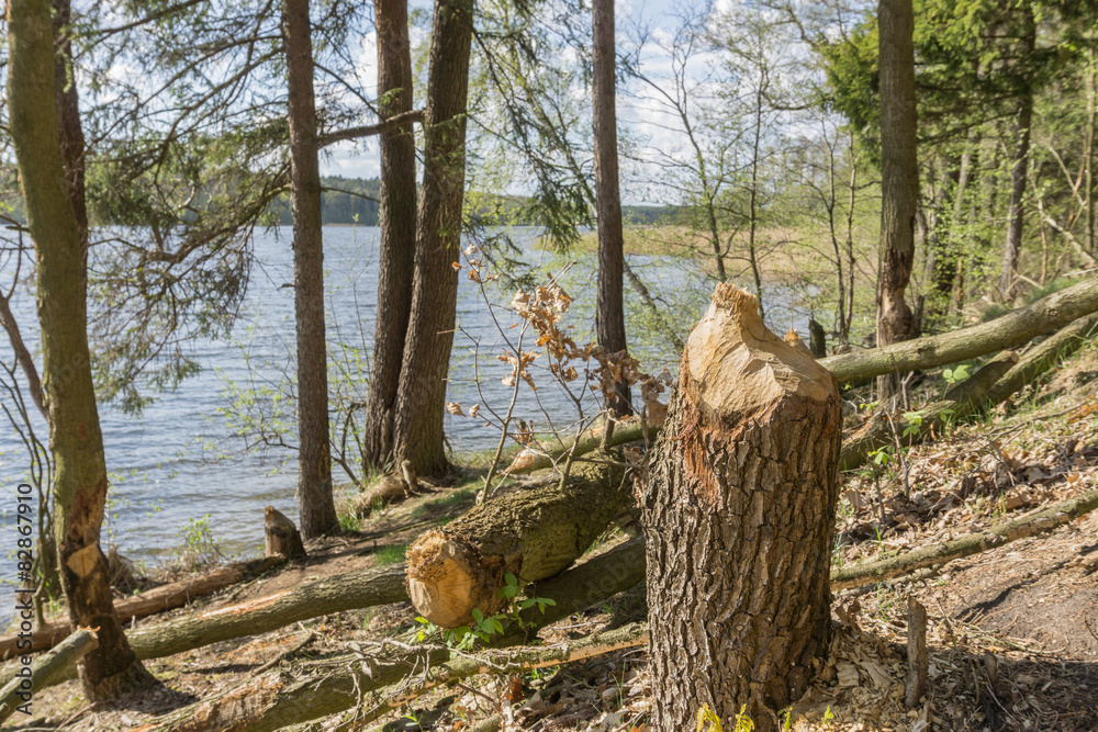 Fototapeta premium Tree gnawed beavers