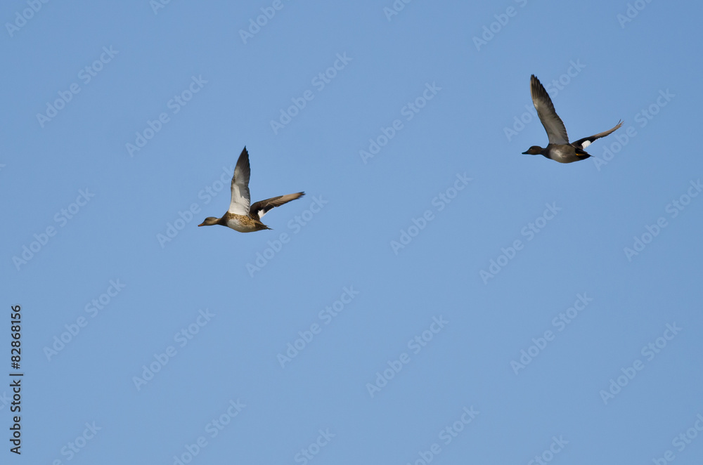 Pair of Gadwalls Flying in a Blue Sky