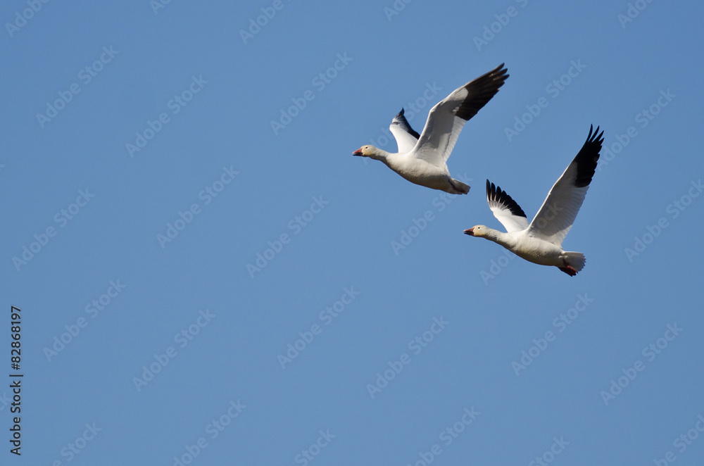 Synchronized Flying Demonstration by a Pair of Snow Geese Synchronized Flying Demonstration by a Pair of Snow Geese