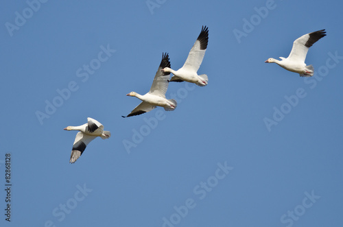 Four Snow Geese Flying in a Blue Sky © rck
