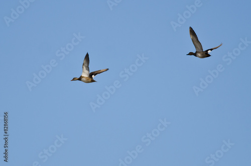 Pair of Gadwalls Flying in a Blue Sky