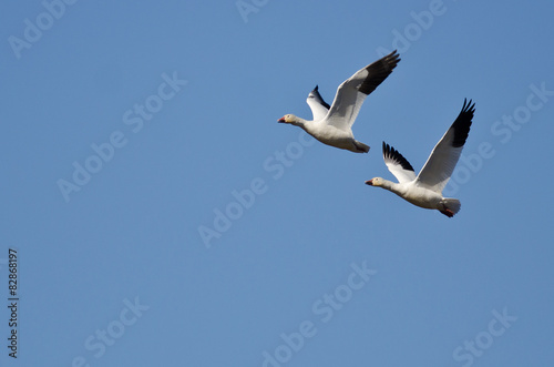 Synchronized Flying Demonstration by a Pair of Snow Geese