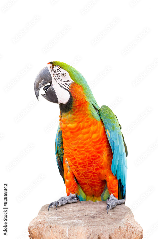    Parrot standing on dry tree over white background