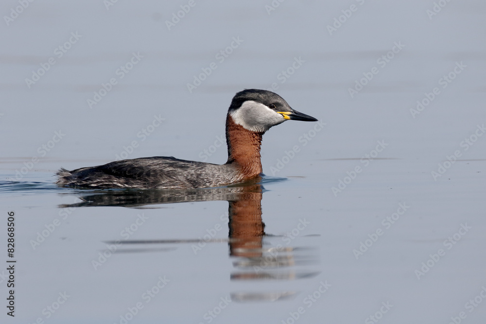 Red-necked grebe, Podiceps grisegena Red-necked grebe, Podiceps grisegena