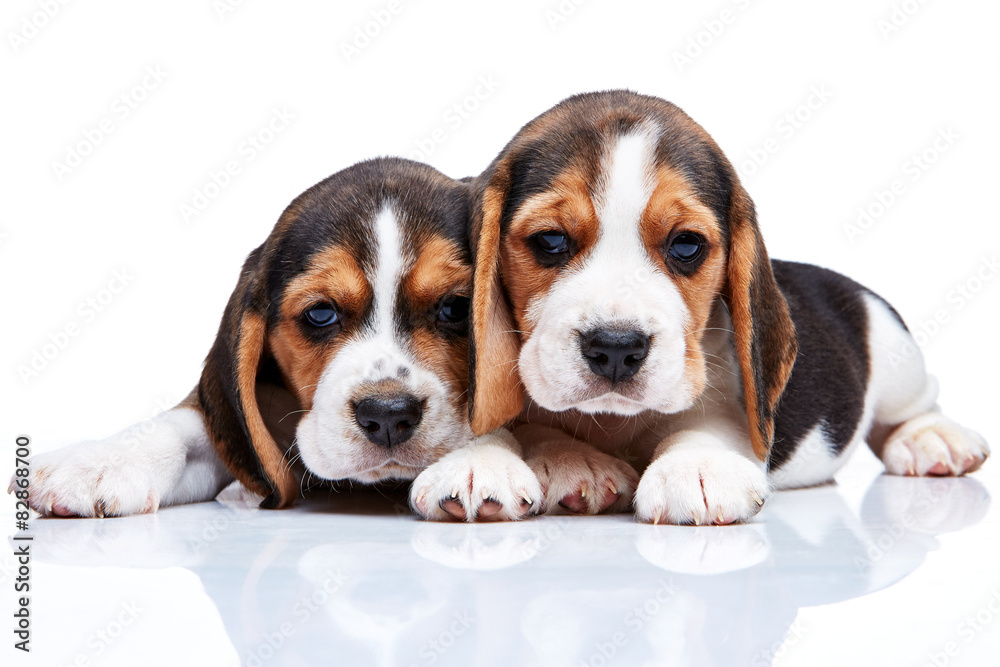 Beagle puppies on white background