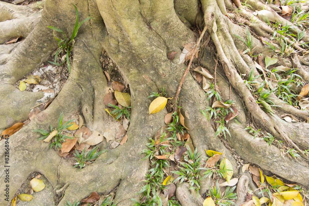 Naklejka premium big tree root