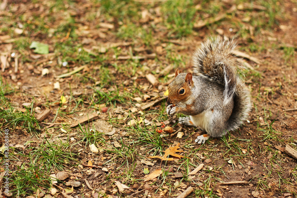 Squirrel, park, rodent, cute, tree, bench, furry Squirrel, park, rodent, cute, tree, bench, furry