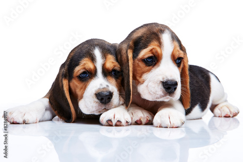 Beagle puppies on white background