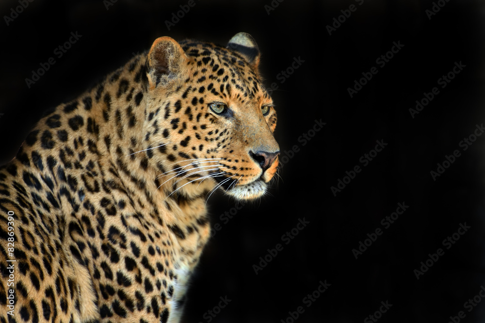 Leopard