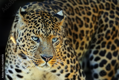 Leopard © kyslynskyy