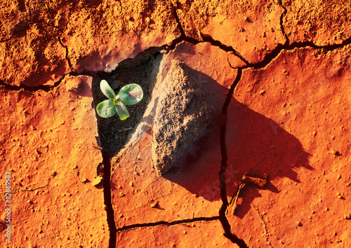 Quadro em tela Young plant in dried soil