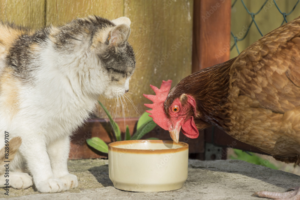 Fototapeta premium Kot i kura 