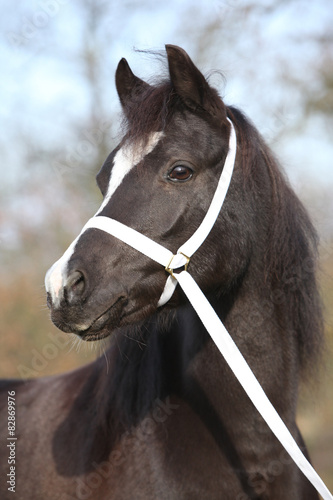Fototapeta Naklejka Na Ścianę i Meble -  Black welsh mountain pony