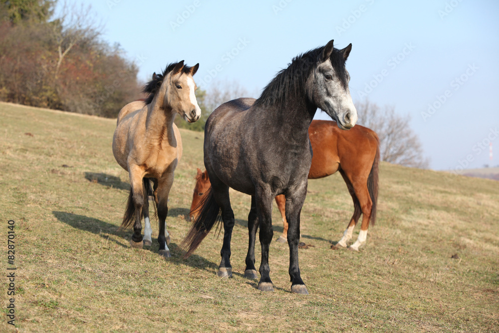 Batch of horses on autumn pasturage