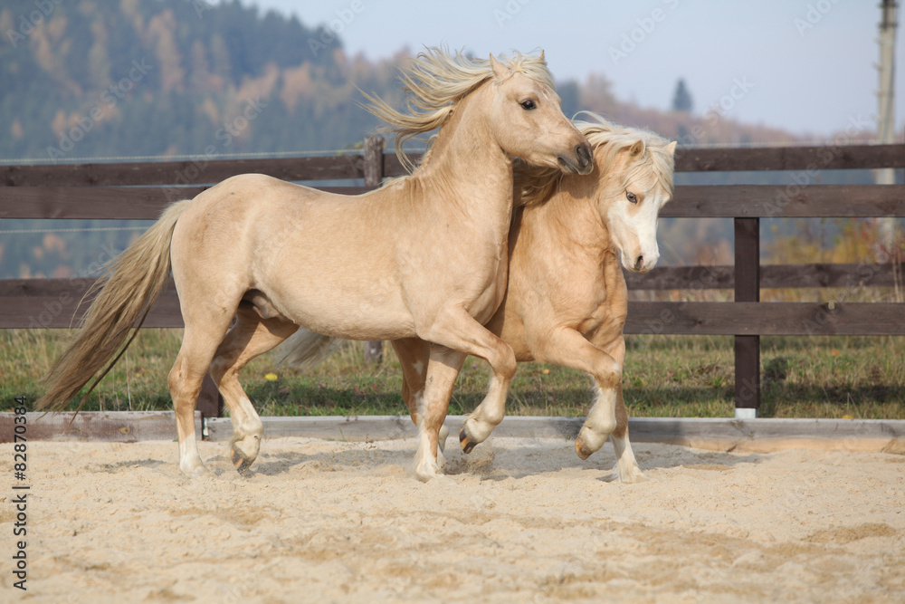 Obraz premium Two amazing stallions playing together