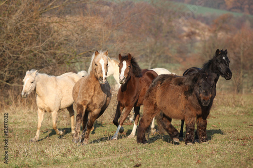 Batch of horses on autumn pasturage